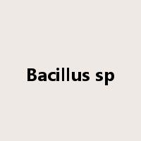 Bacillus sp是什么意思