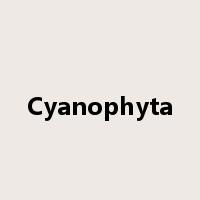 Cyanophyta是什么意思