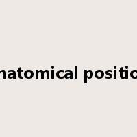 anatomical position是什么意思