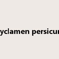 Cyclamen persicum是什么意思