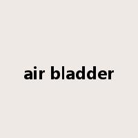 air bladder是什么意思