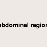 abdominal region是什么意思