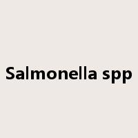 Salmonella spp是什么意思
