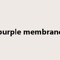 purple membrane是什么意思