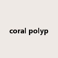 coral polyp是什么意思