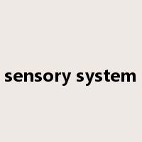 sensory system是什么意思