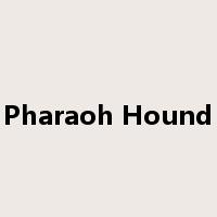 Pharaoh Hound是什么意思