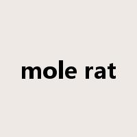 mole rat是什么意思