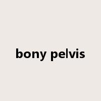 bony pelvis是什么意思