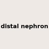 distal nephron是什么意思