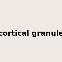cortical granule是什么意思
