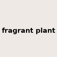 fragrant plant是什么意思