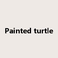 Painted turtle是什么意思