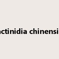 actinidia chinensis是什么意思