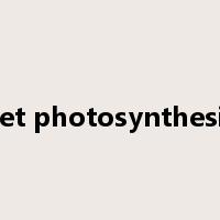 net photosynthesis是什么意思