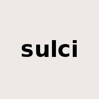 sulci是什么意思