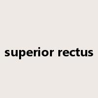 superior rectus是什么意思