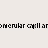 glomerular capillaries是什么意思