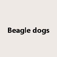 Beagle dogs是什么意思