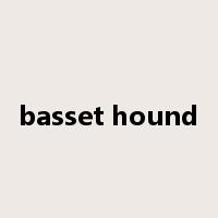 basset hound是什么意思
