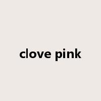 clove pink是什么意思