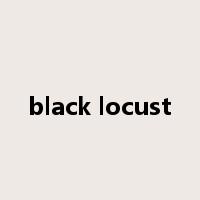 black locust是什么意思
