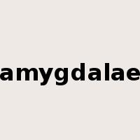 amygdalae是什么意思