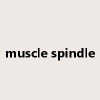 muscle spindle是什么意思