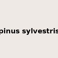 pinus sylvestris是什么意思