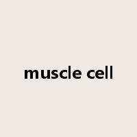 muscle cell是什么意思