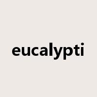 eucalypti是什么意思