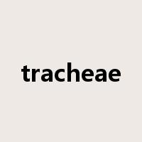 tracheae是什么意思