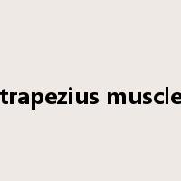 trapezius muscle是什么意思