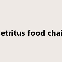 Detritus food chain是什么意思