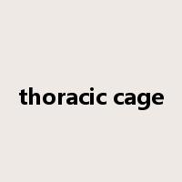 thoracic cage是什么意思
