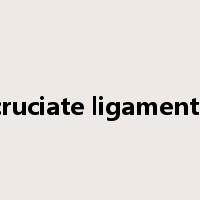 cruciate ligaments是什么意思