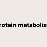 protein metabolism是什么意思
