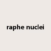 raphe nuclei是什么意思