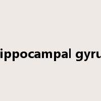 hippocampal gyrus是什么意思