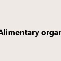 Alimentary organ是什么意思