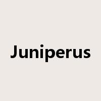Juniperus是什么意思
