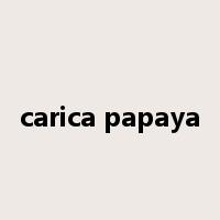 carica papaya是什么意思