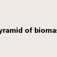 Pyramid of biomass是什么意思