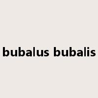 bubalus bubalis是什么意思
