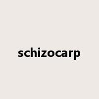 schizocarp是什么意思