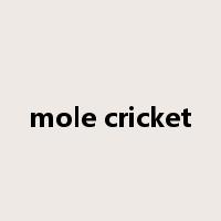 mole cricket是什么意思