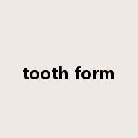 tooth form是什么意思