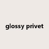 glossy privet是什么意思