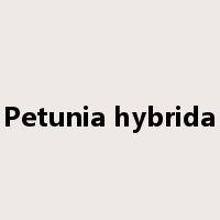 Petunia hybrida是什么意思
