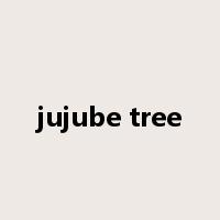 jujube tree是什么意思